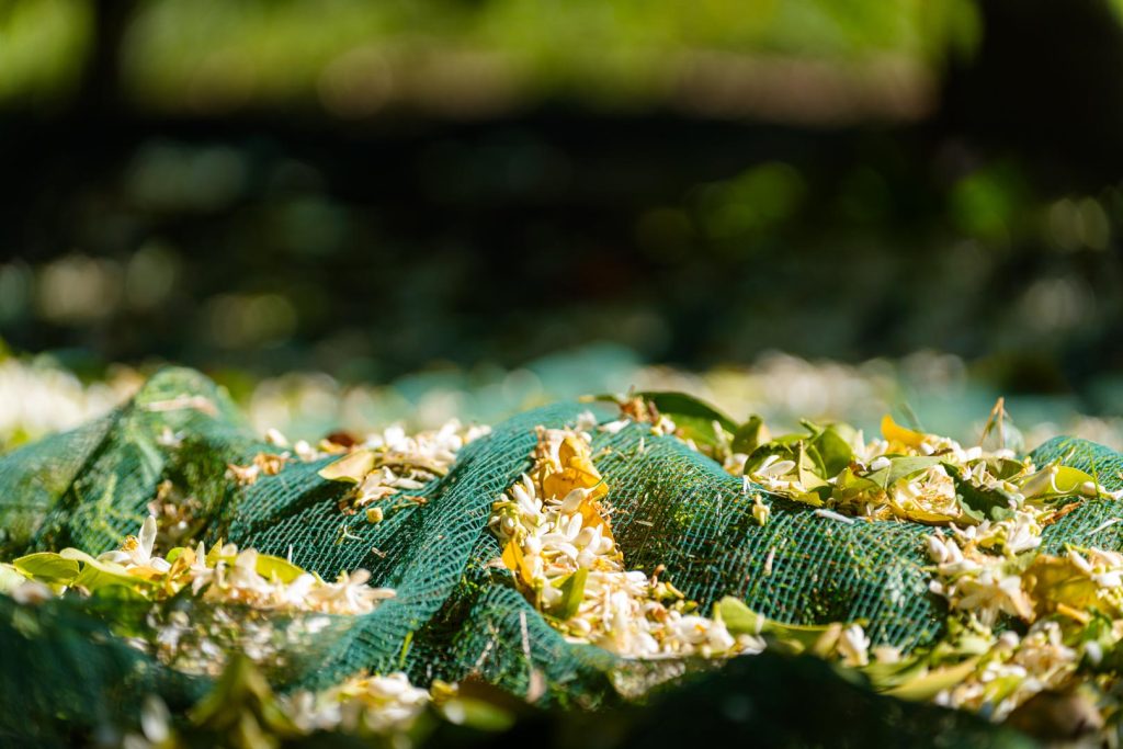 Orange Blossom Water (1)