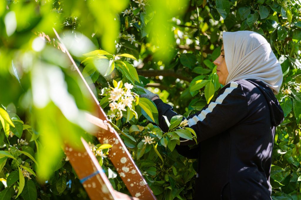 Orange Blossom Water (2)