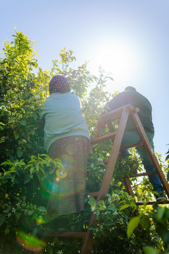 Orange Blossom Water (3)