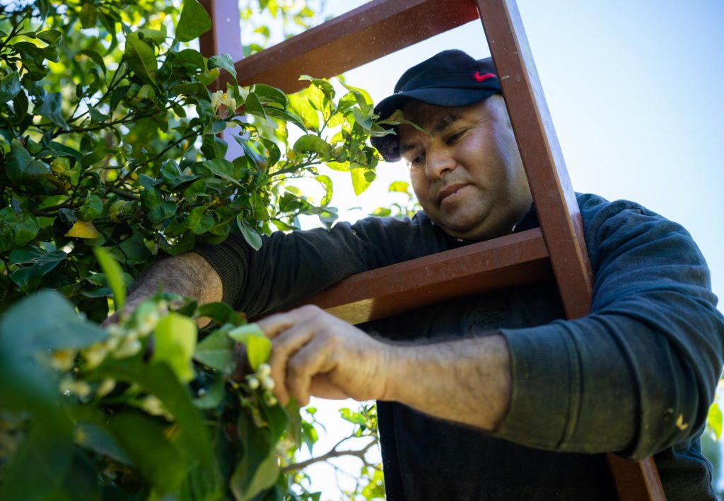 Orange Blossom Water (4)