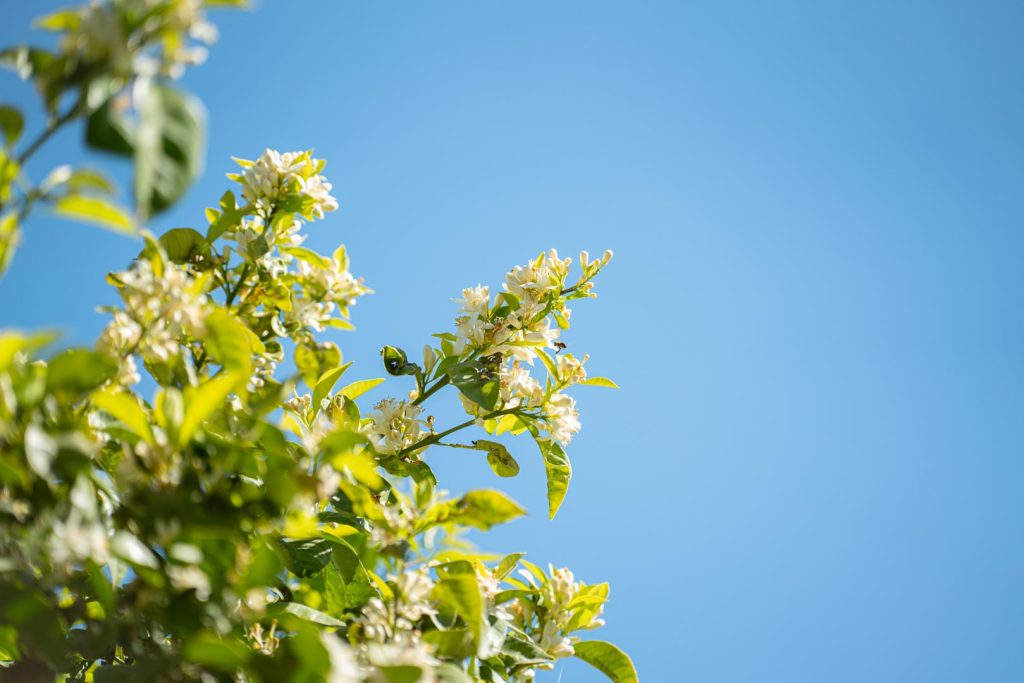 Orange Blossom Water (5)