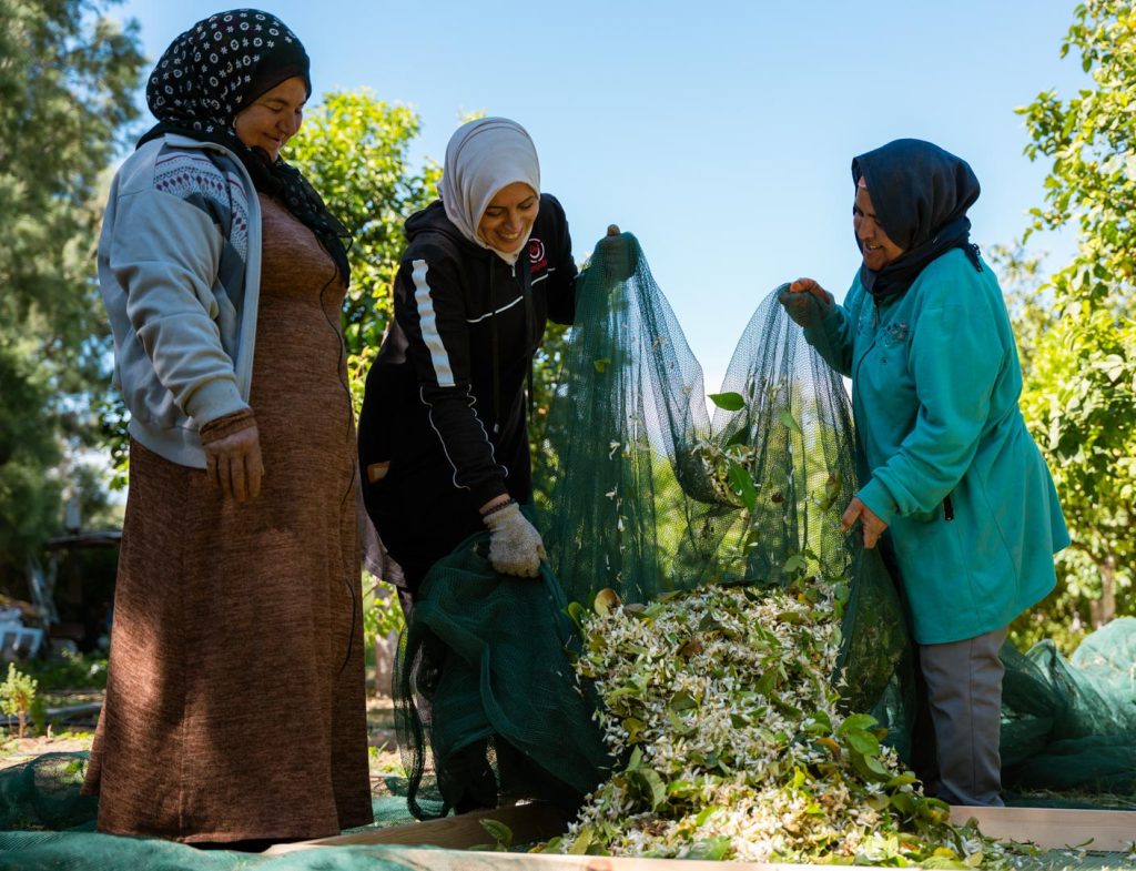 Orange Blossom Water (7)